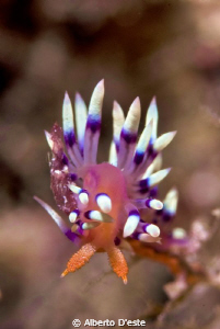 Flabellina, Nikon D300, 60mm, DS160 by Alberto D'este 